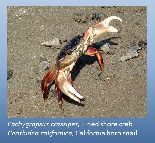 shore crab